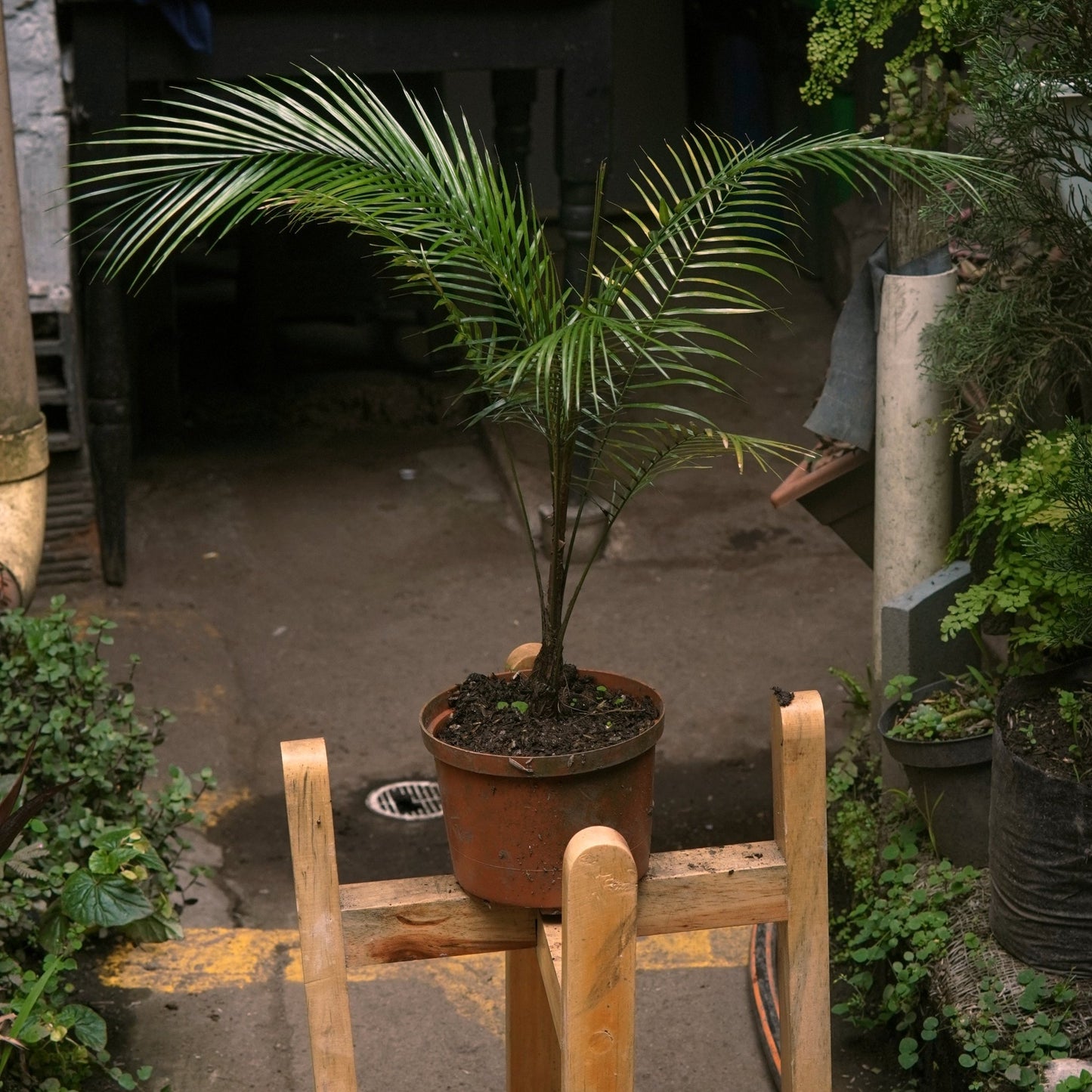 Palma Coquito - Vivero Florecer