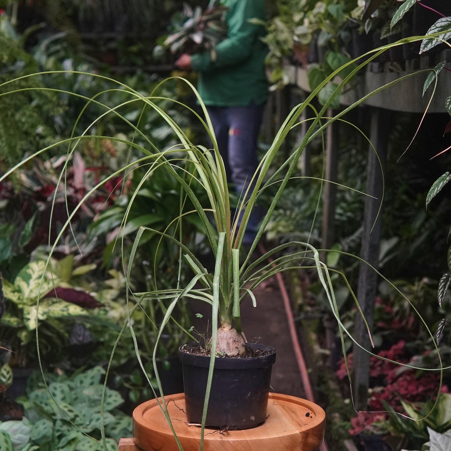 Palma Pony - Vivero Florecer