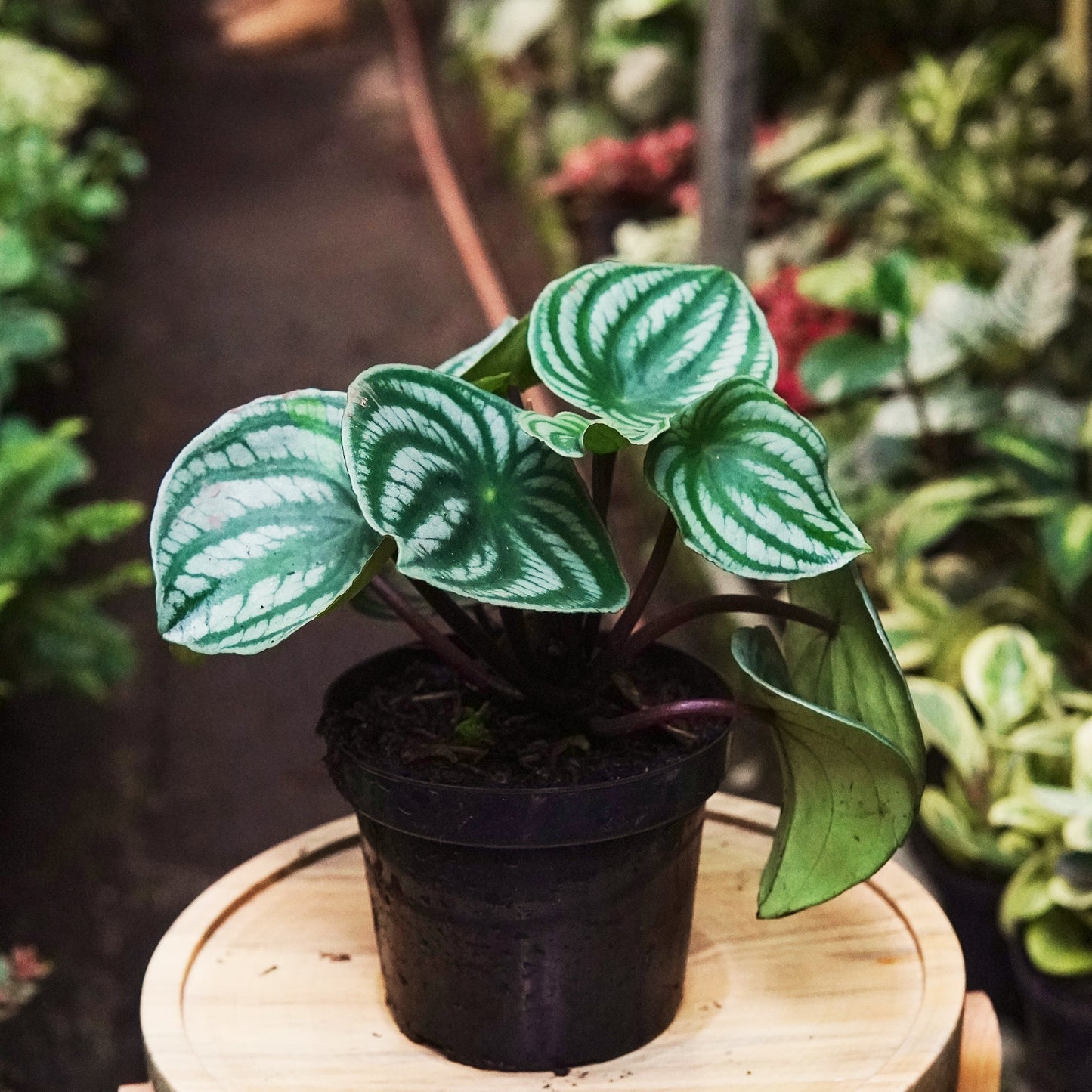 Peperomia Sandía - Vivero Florecer