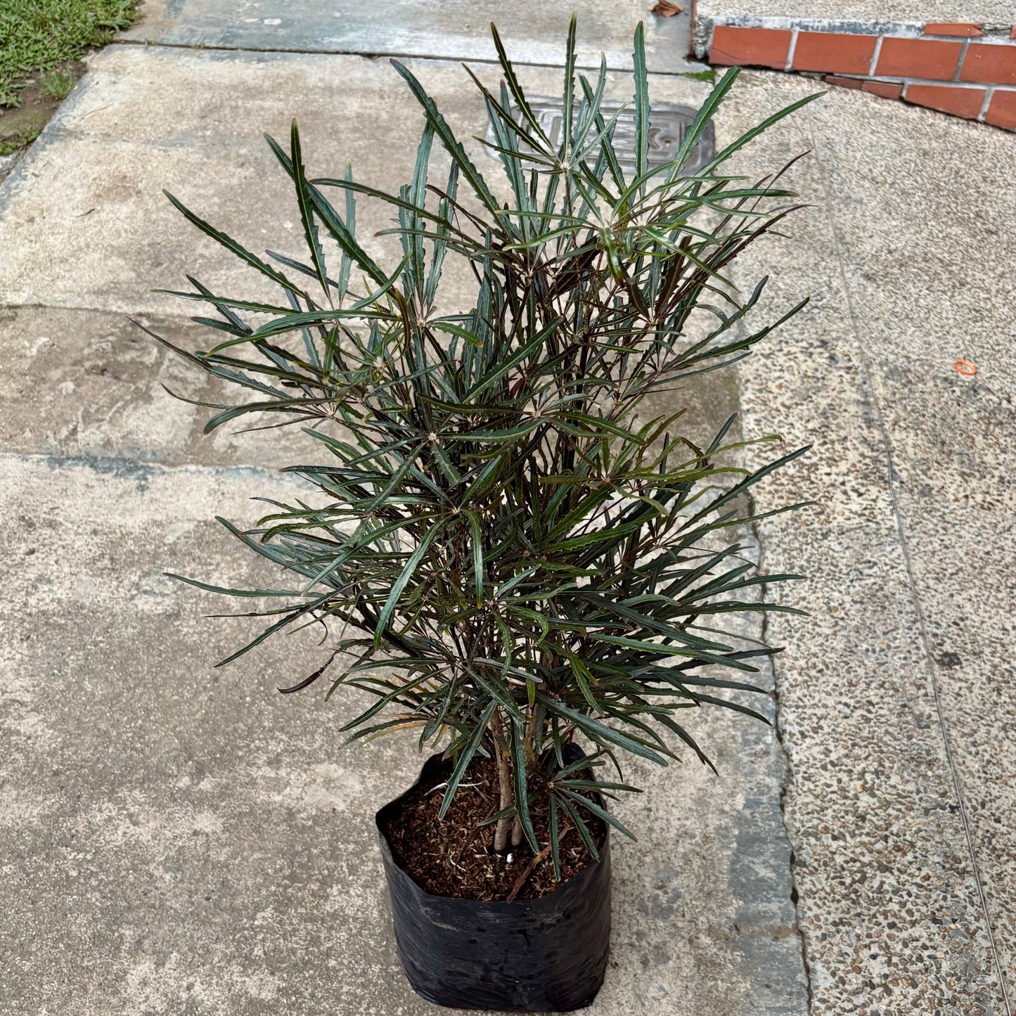 Plerandra Elegantissima “Falsa Aralia” - Vivero Florecer