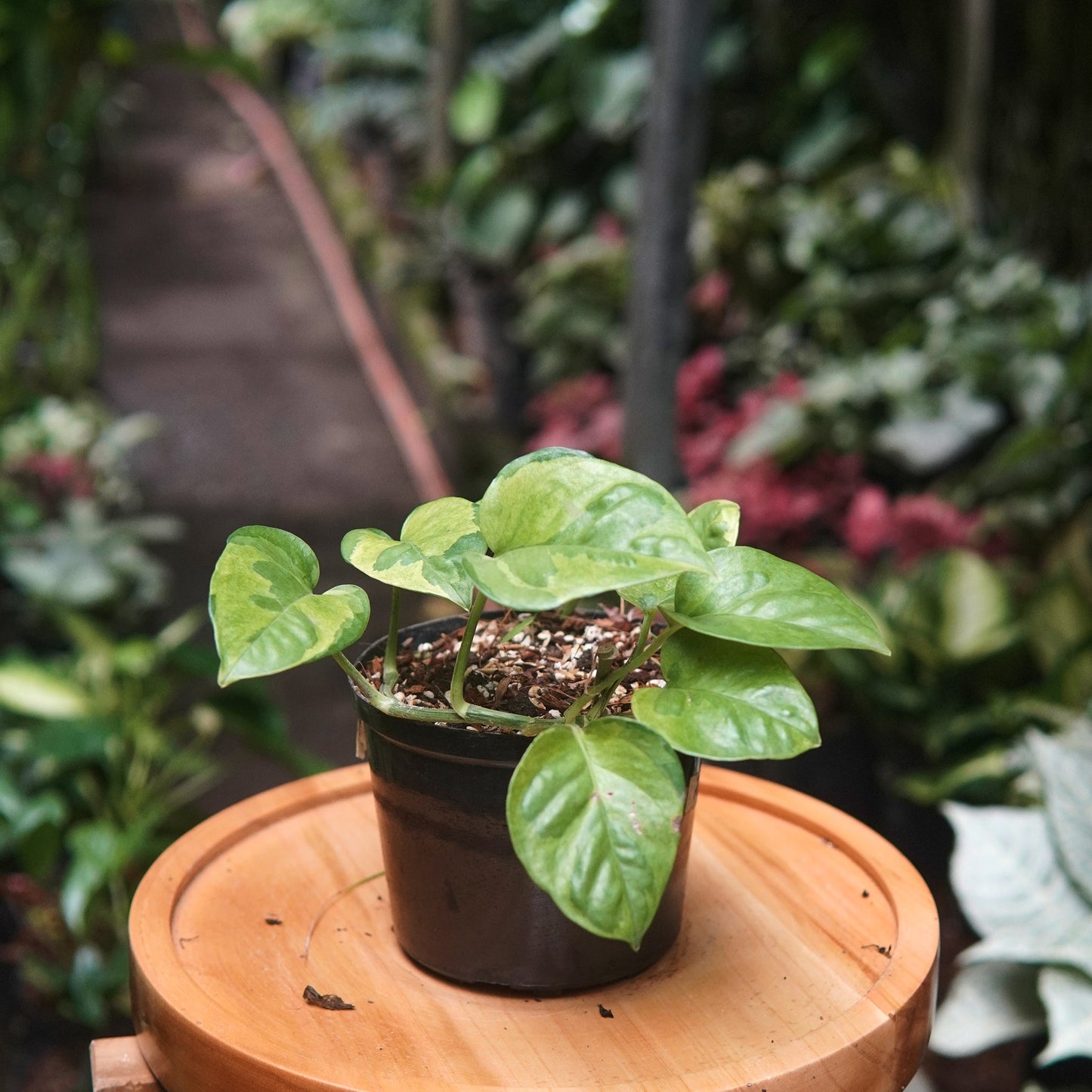 Pothos Global Green - Vivero Florecer