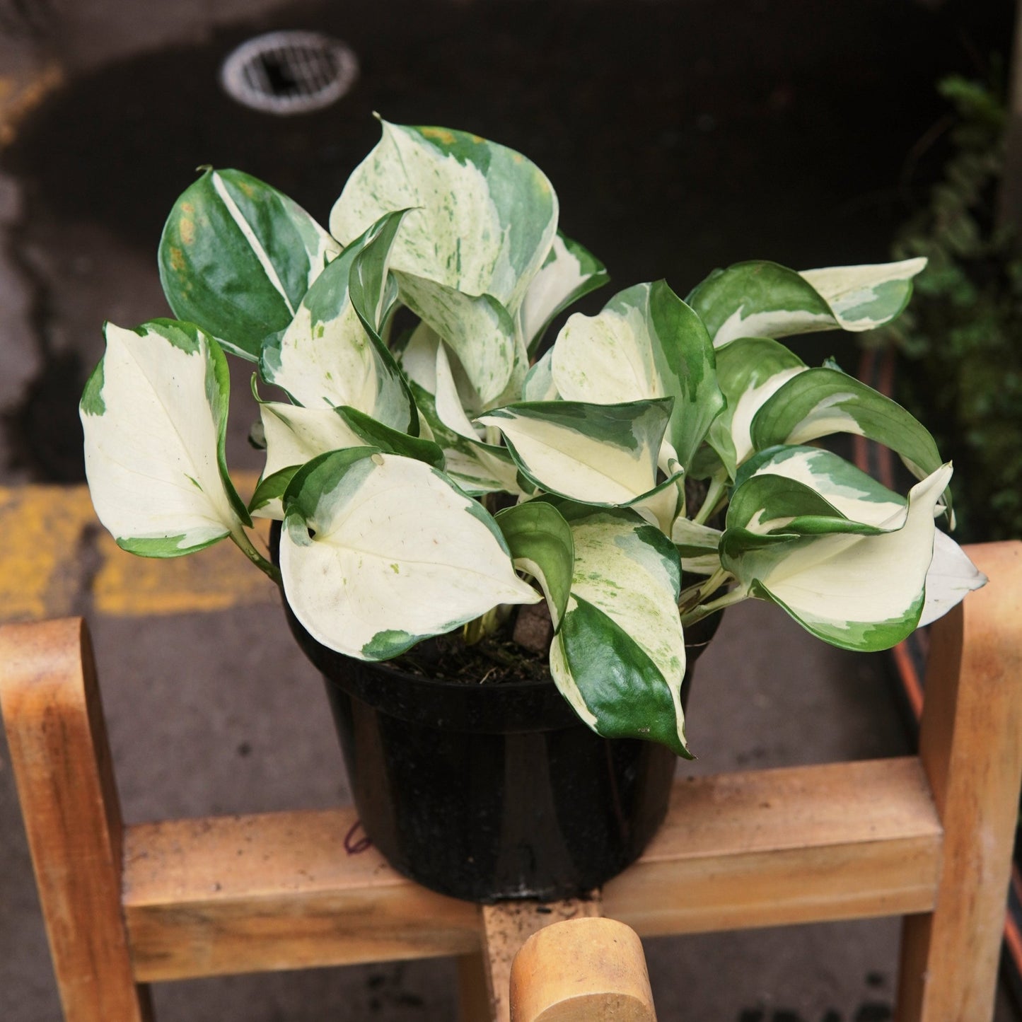 Pothos Manjula - Vivero Florecer