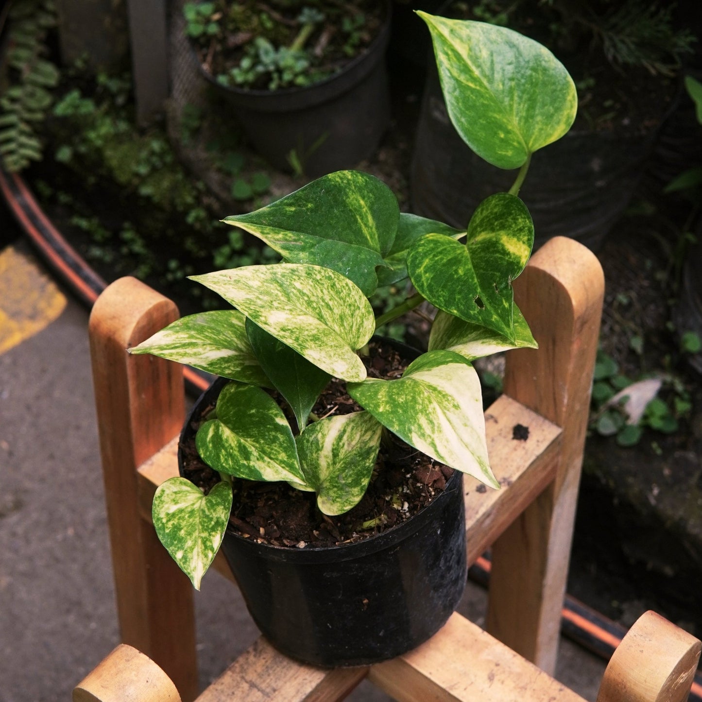 Pothos Neón Variegado - Vivero Florecer
