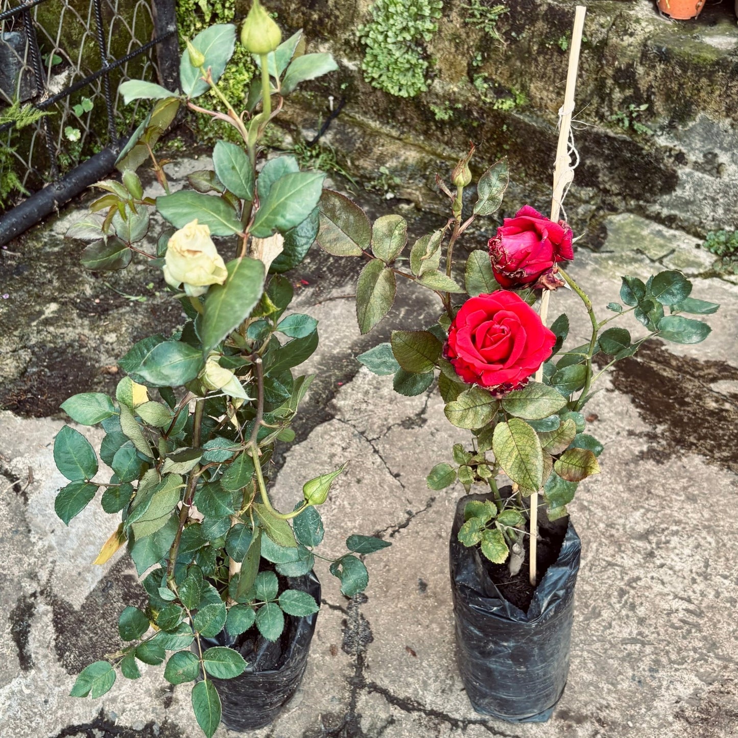 Rosa - Vivero Florecer