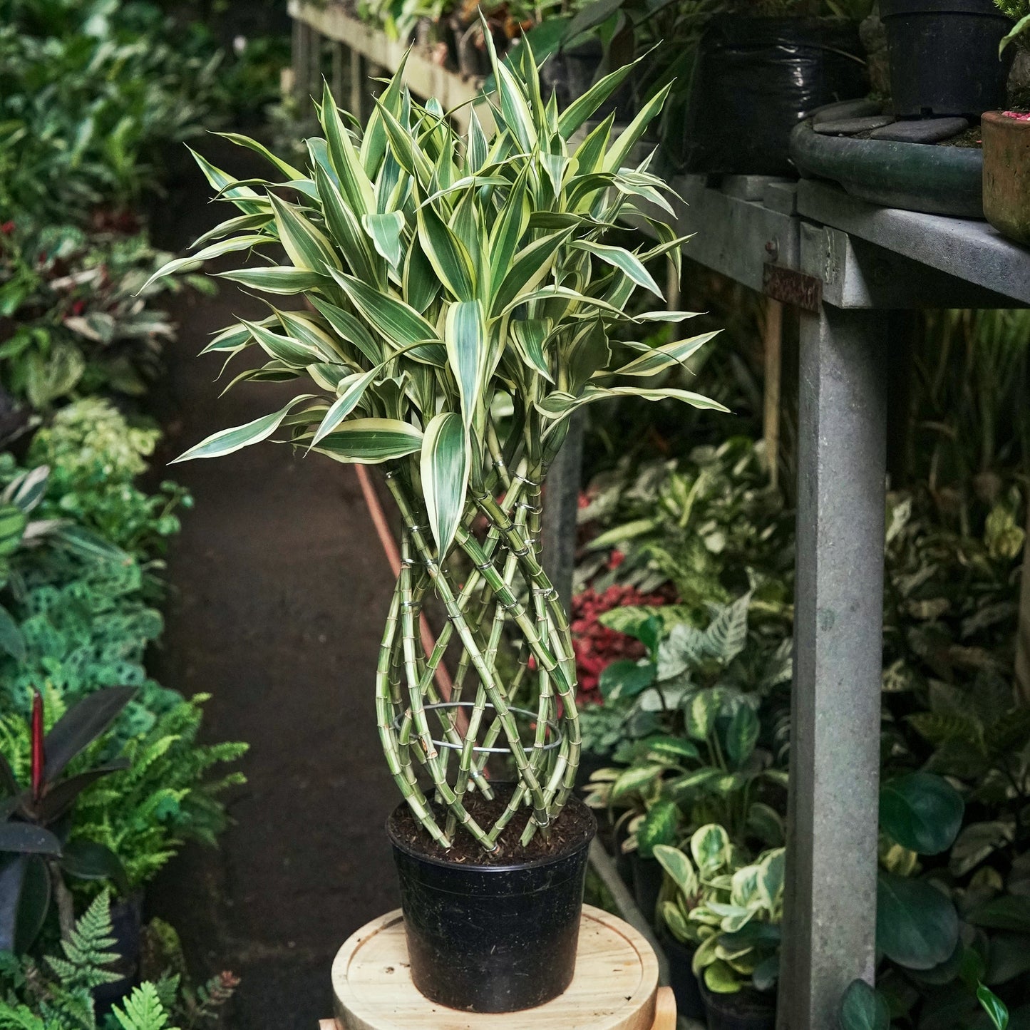 Sanderiana Variegada - Vivero Florecer