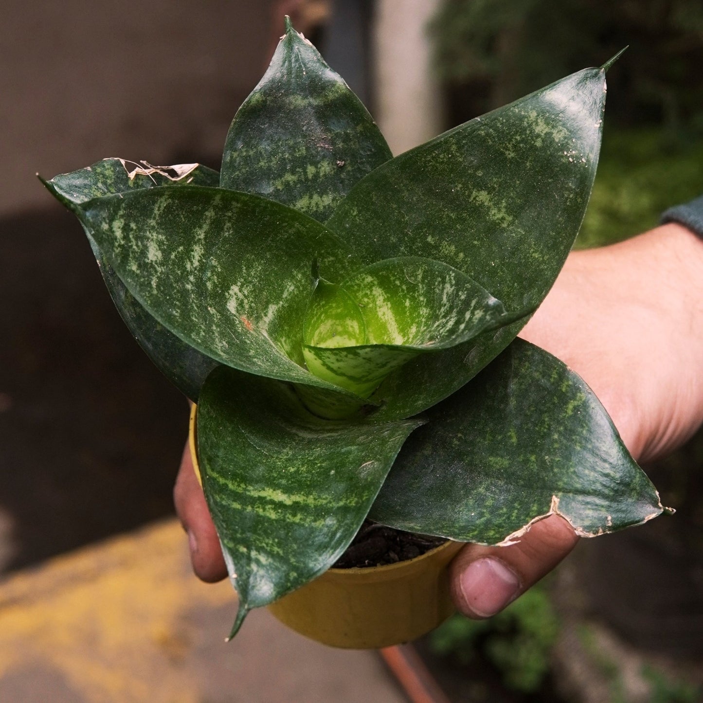 Sansevieria Mini - Vivero Florecer