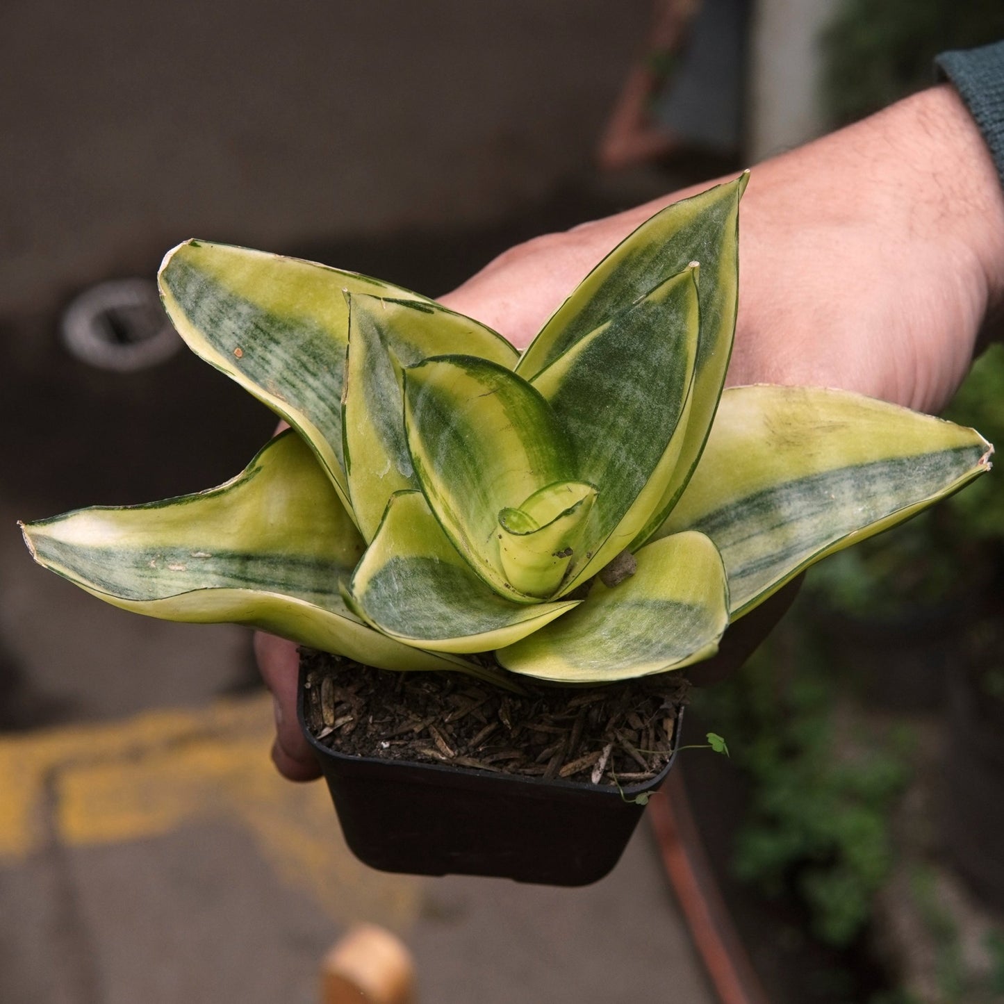 Sansevieria Mini Variegada - Vivero Florecer