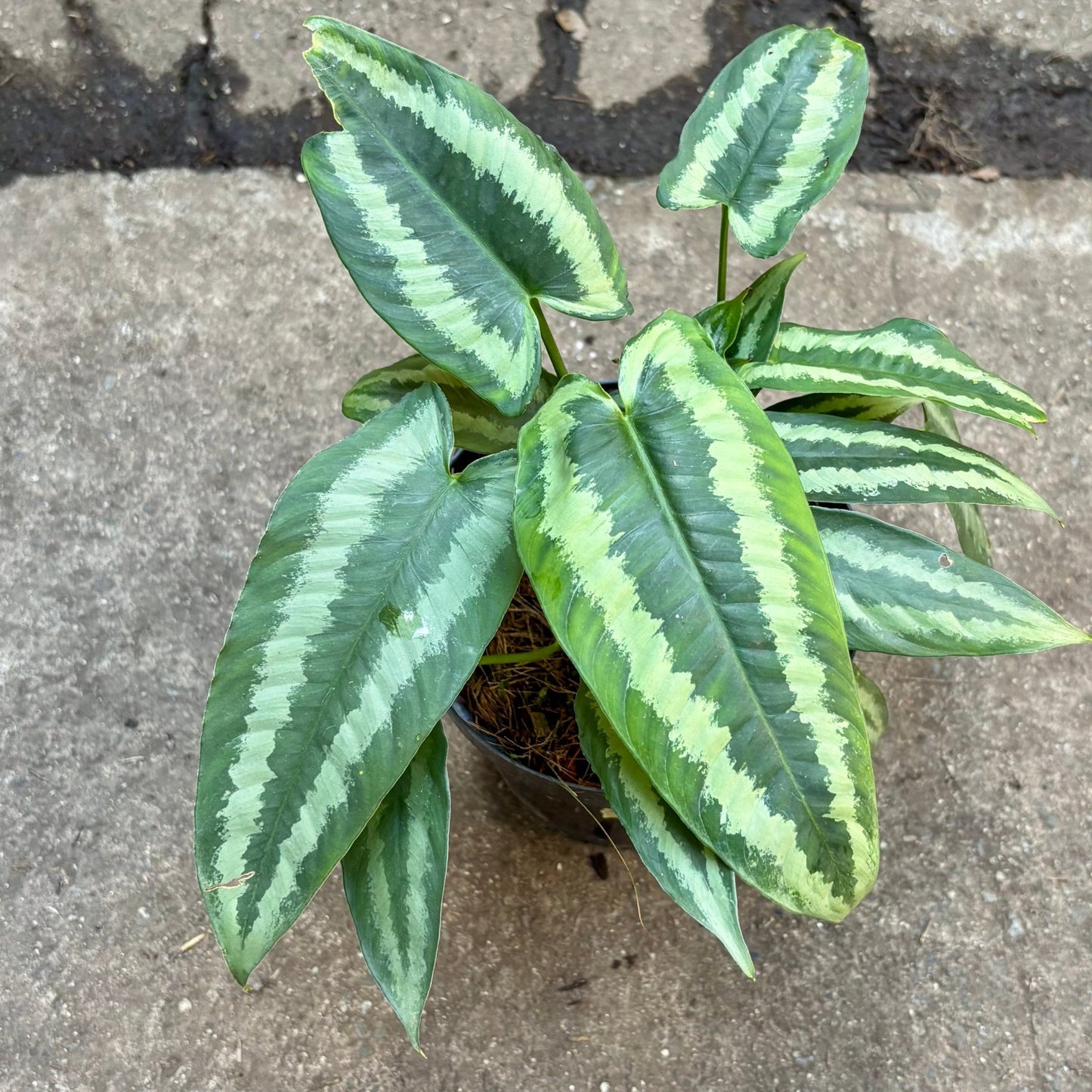 Schismatoglottis Wallichii - Vivero Florecer
