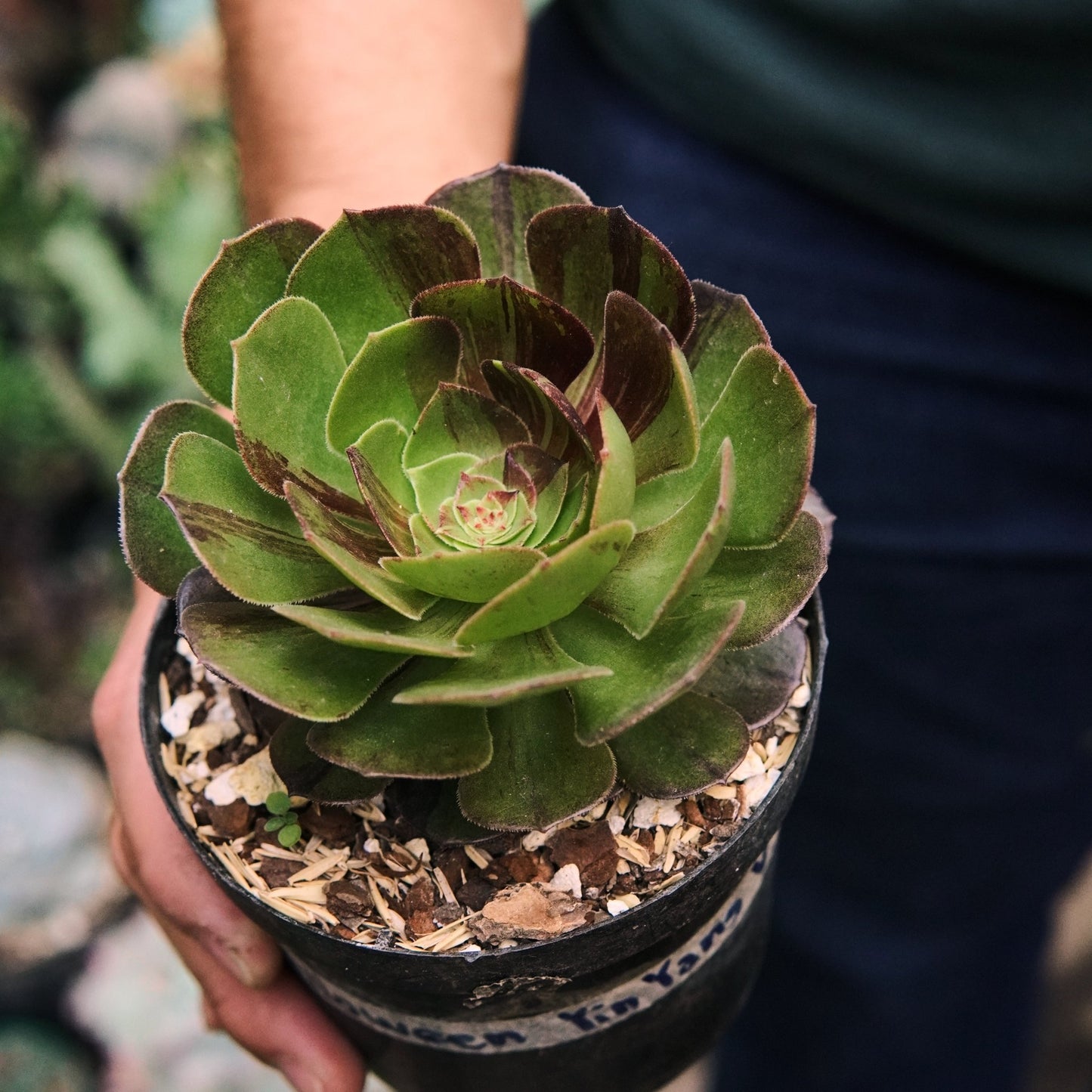 Suculenta Aeonium Halloween Yin Yang Variegada - Vivero Florecer