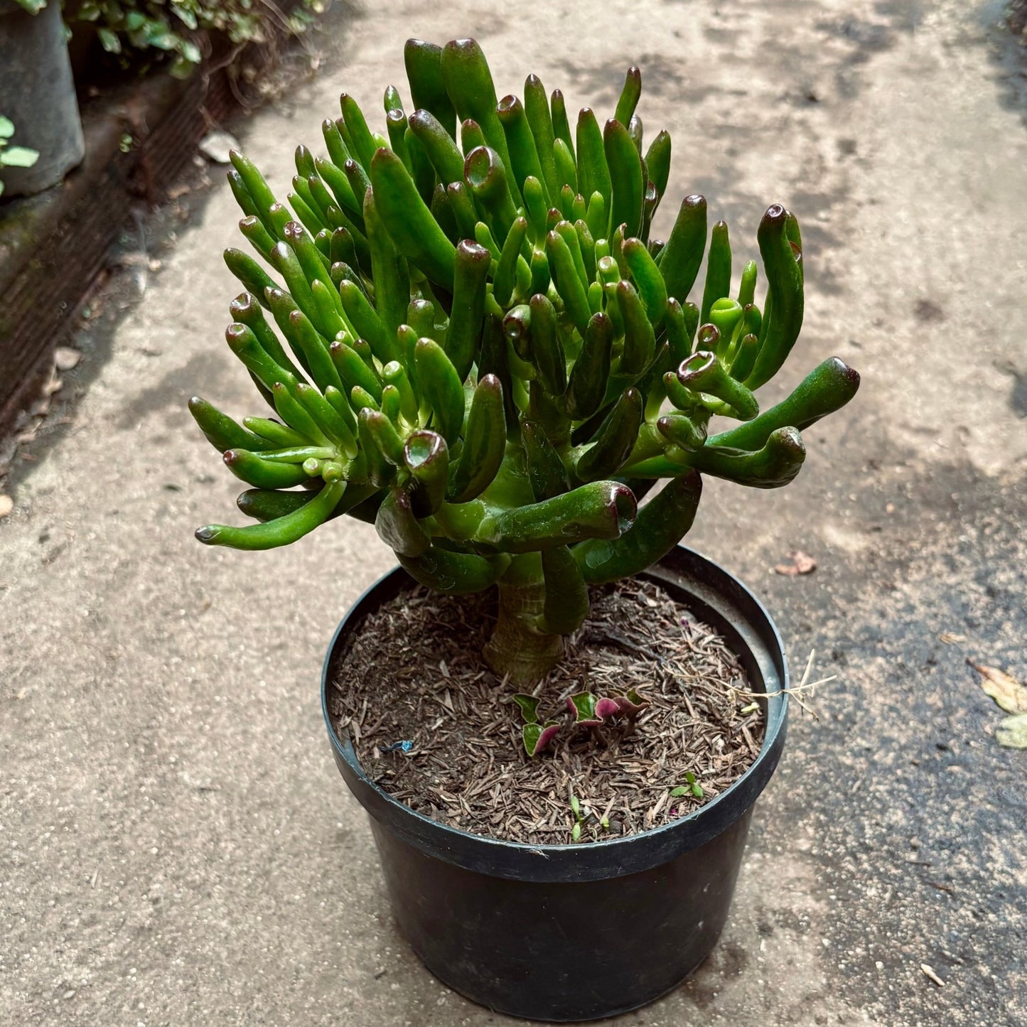 Suculenta Crassula Ovata Gollum - Vivero Florecer