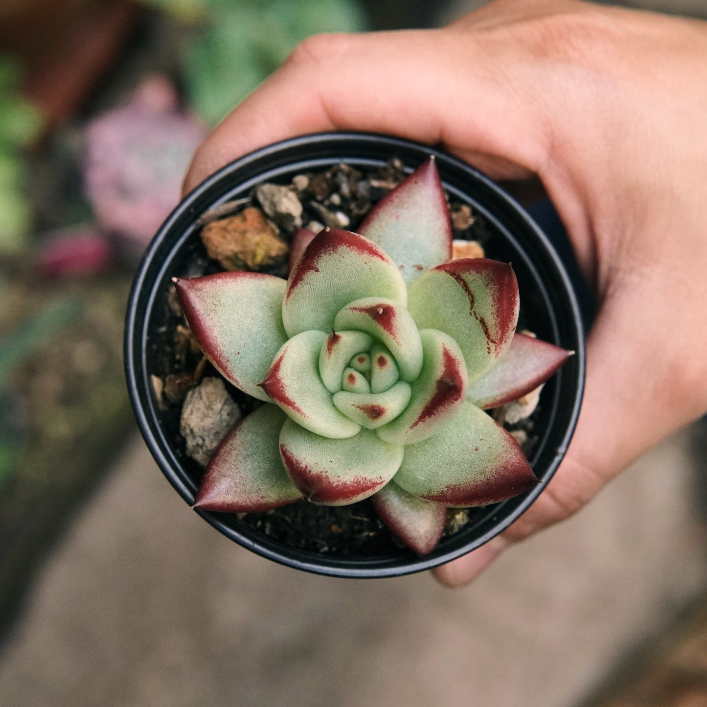 Suculenta Echeveria Agavoides Híbrida Romeo Rubin - Vivero Florecer