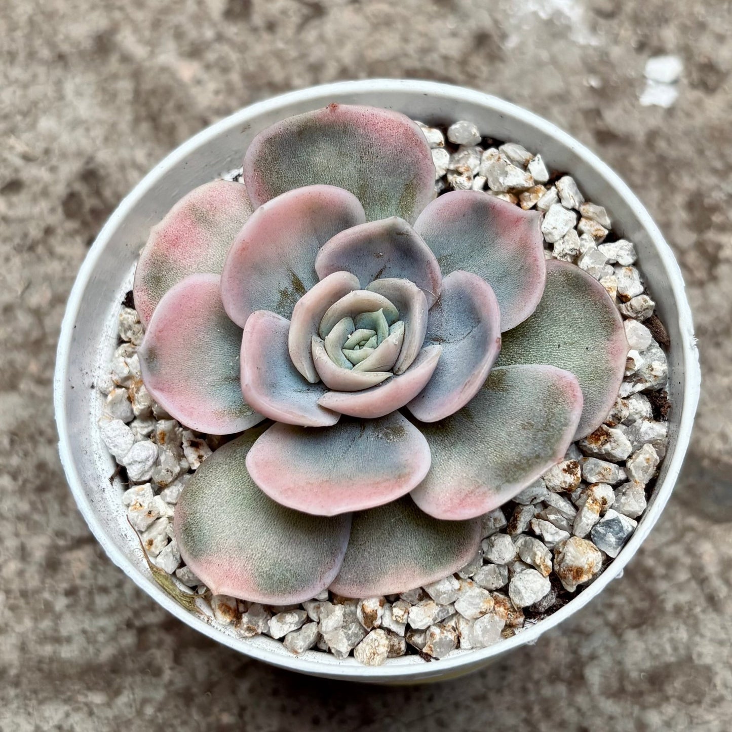 Suculenta Echeveria Blue Surprise Variegada - Vivero Florecer