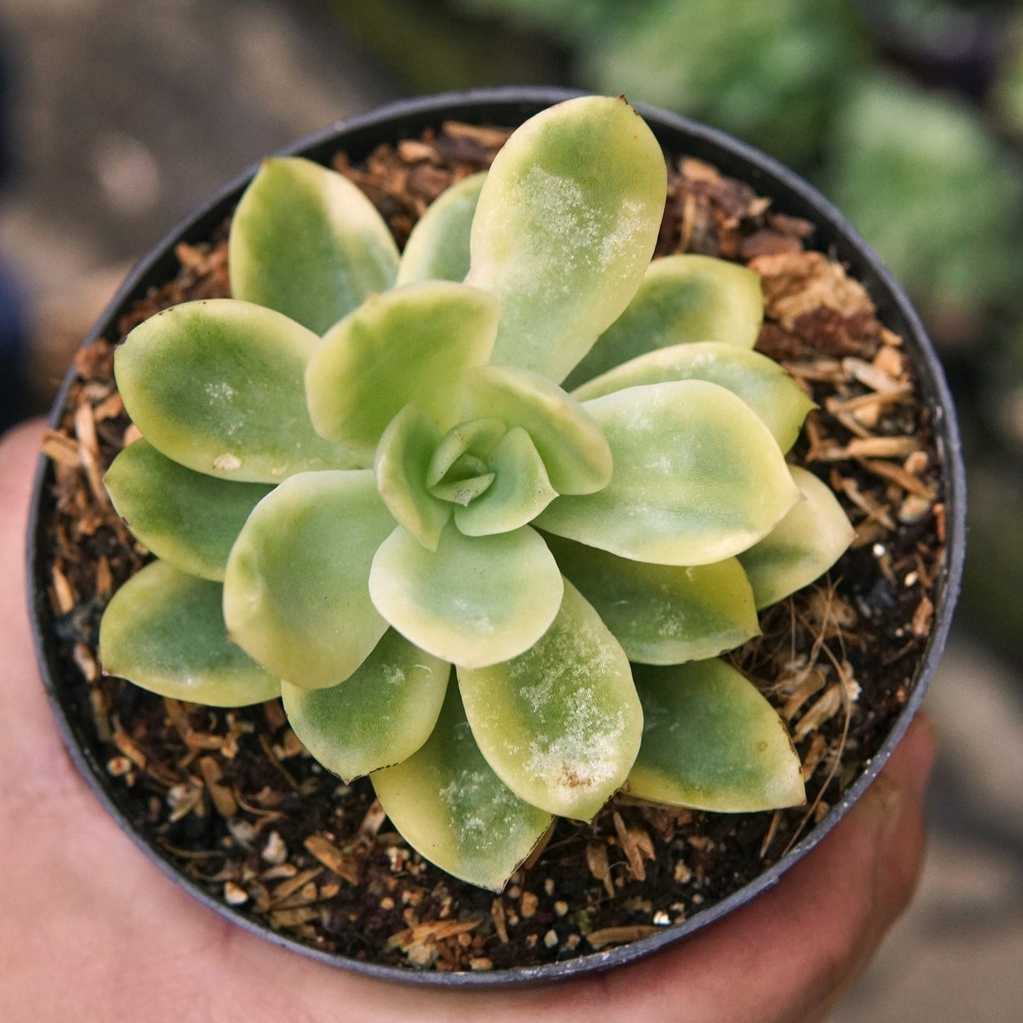 Suculenta Echeveria Golden Glow - Vivero Florecer