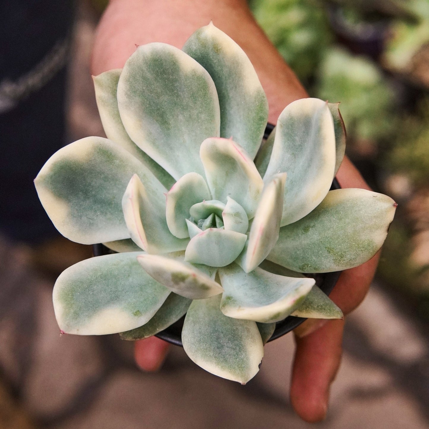 Suculenta Echeveria Golden Glow - Vivero Florecer