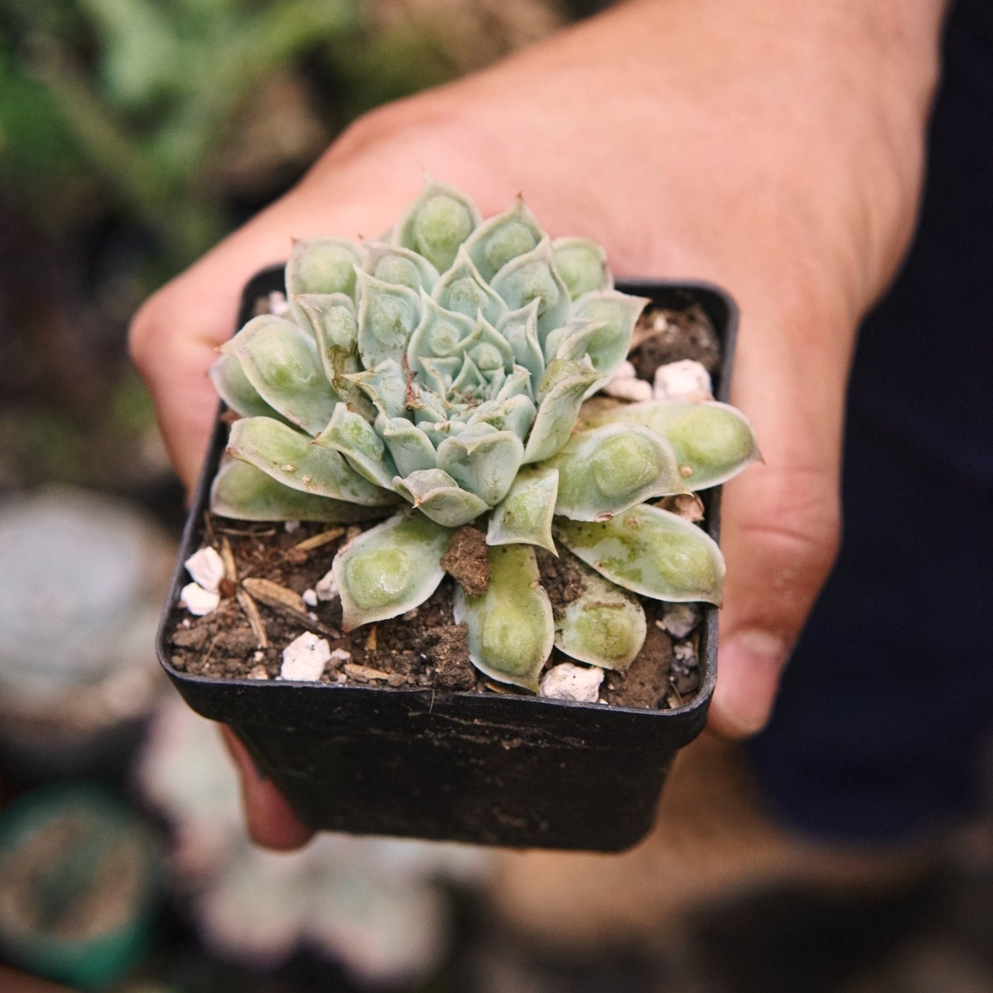 Suculenta Echeveria Heart’s Choice - Vivero Florecer
