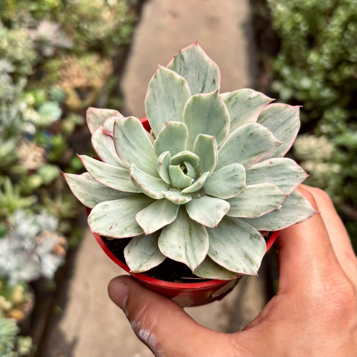 Suculenta Echeveria Hera Variegada - Vivero Florecer