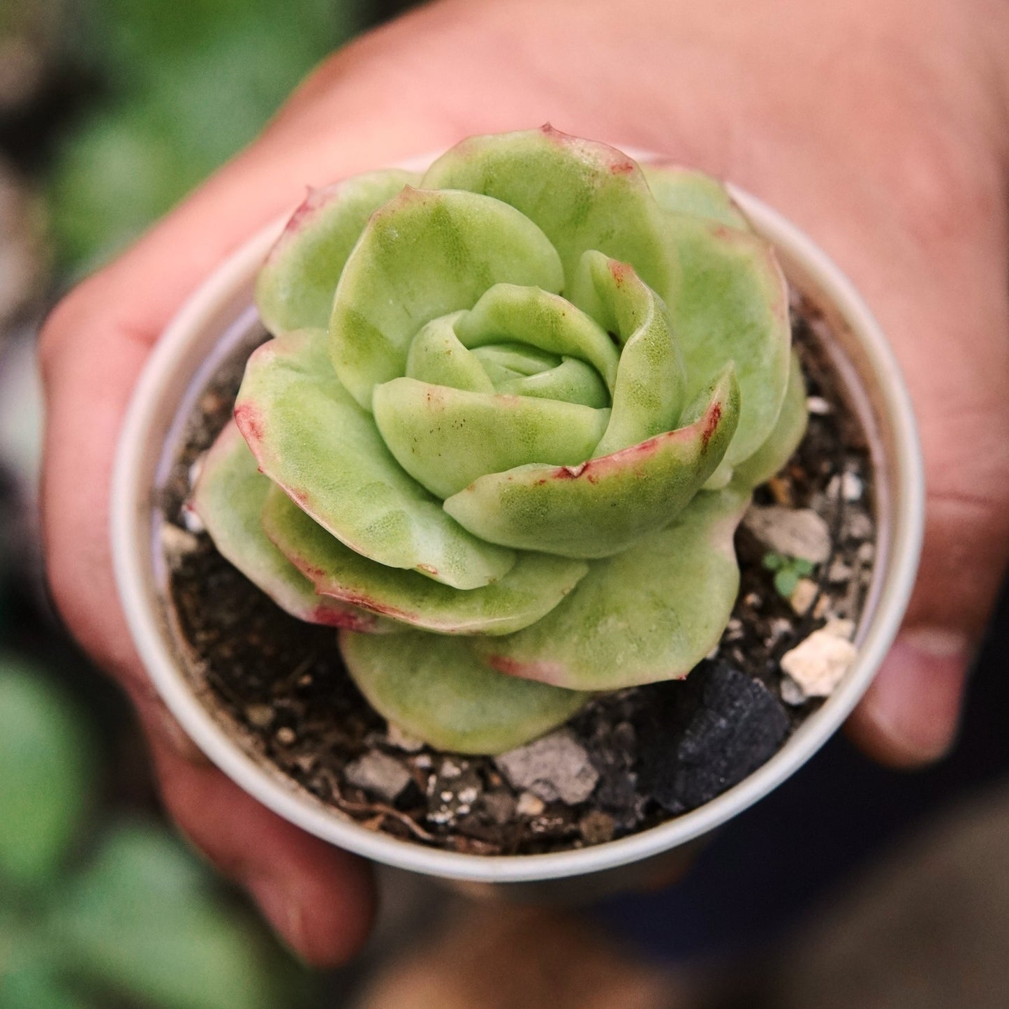Suculenta Echeveria Ice Rose Variegada - Vivero Florecer