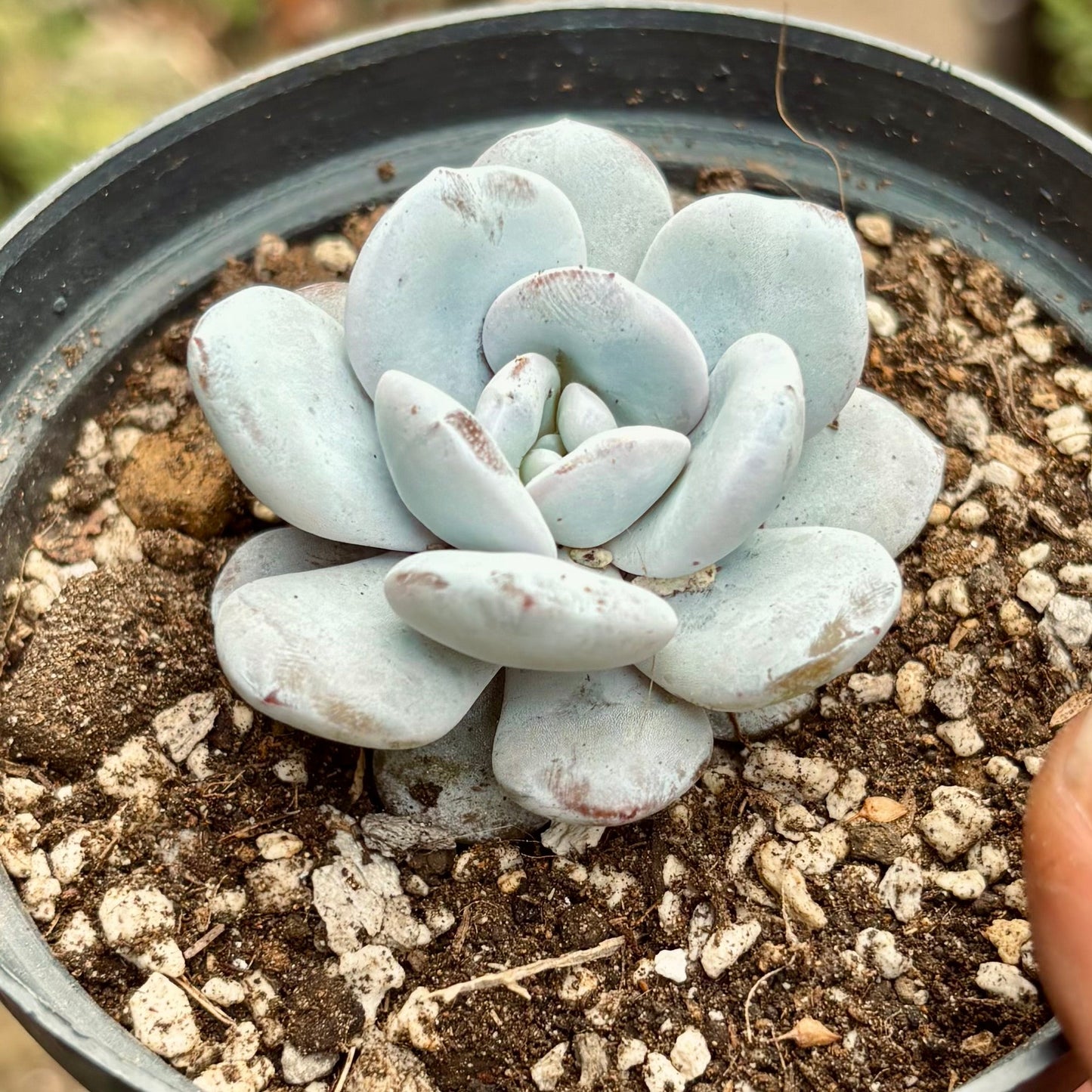 Suculenta Echeveria Laui - Vivero Florecer