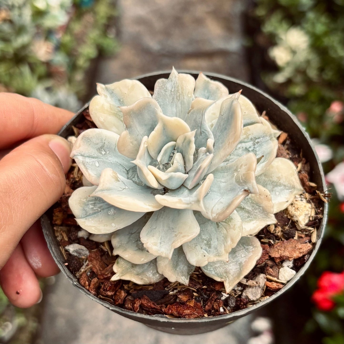 Suculenta Echeveria Lilacina Variegada - Vivero Florecer