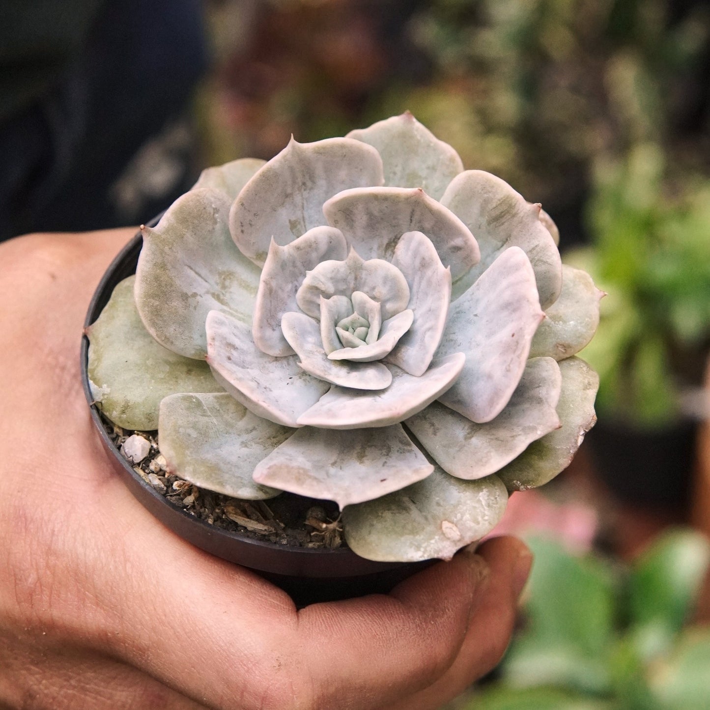 Suculenta Echeveria Marble Variegada - Vivero Florecer