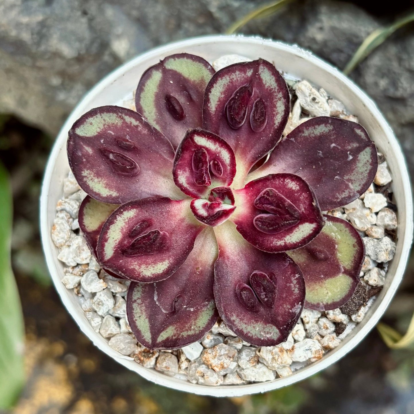 Suculenta Echeveria Maruba - Vivero Florecer