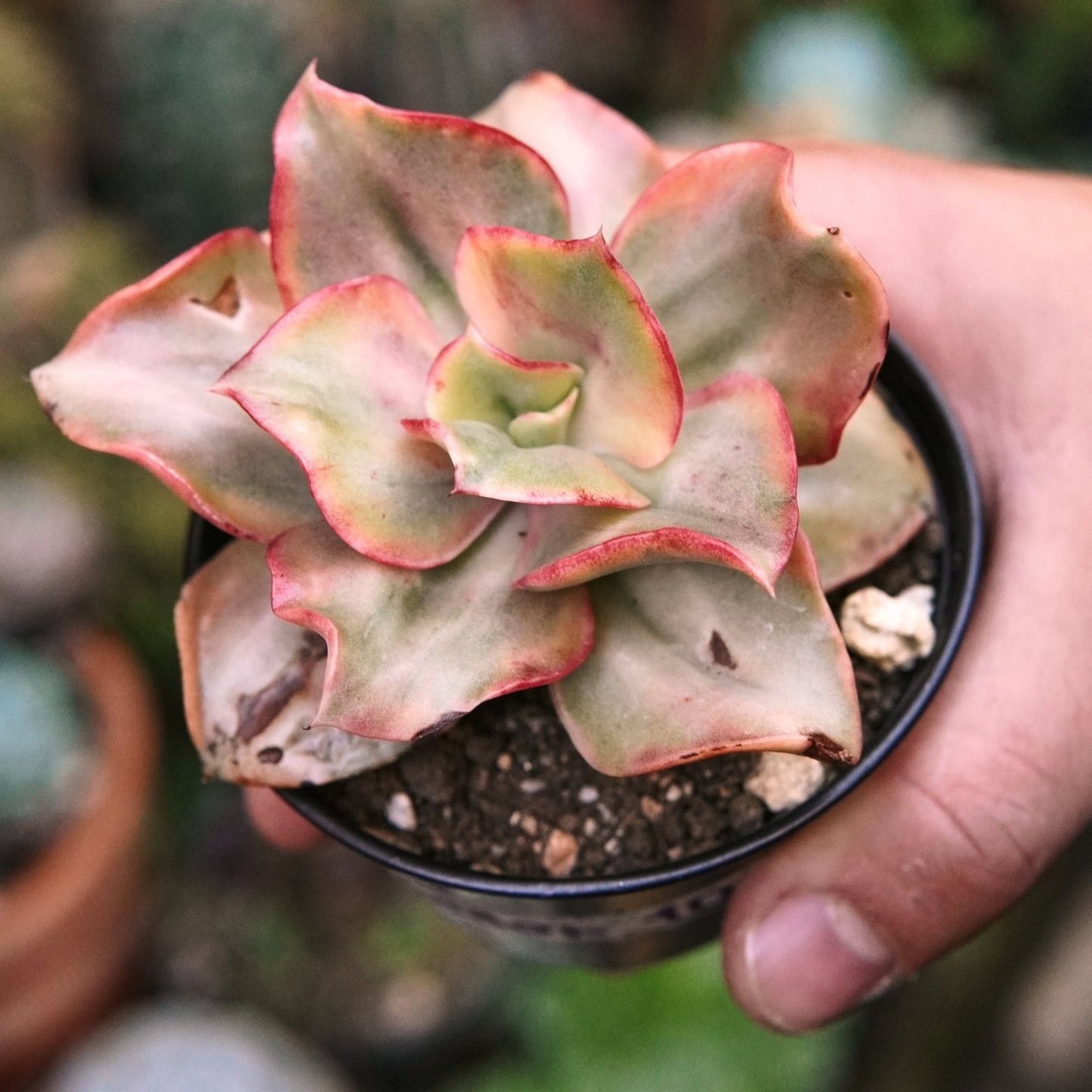 Suculenta Echeveria Minigosaong - Vivero Florecer