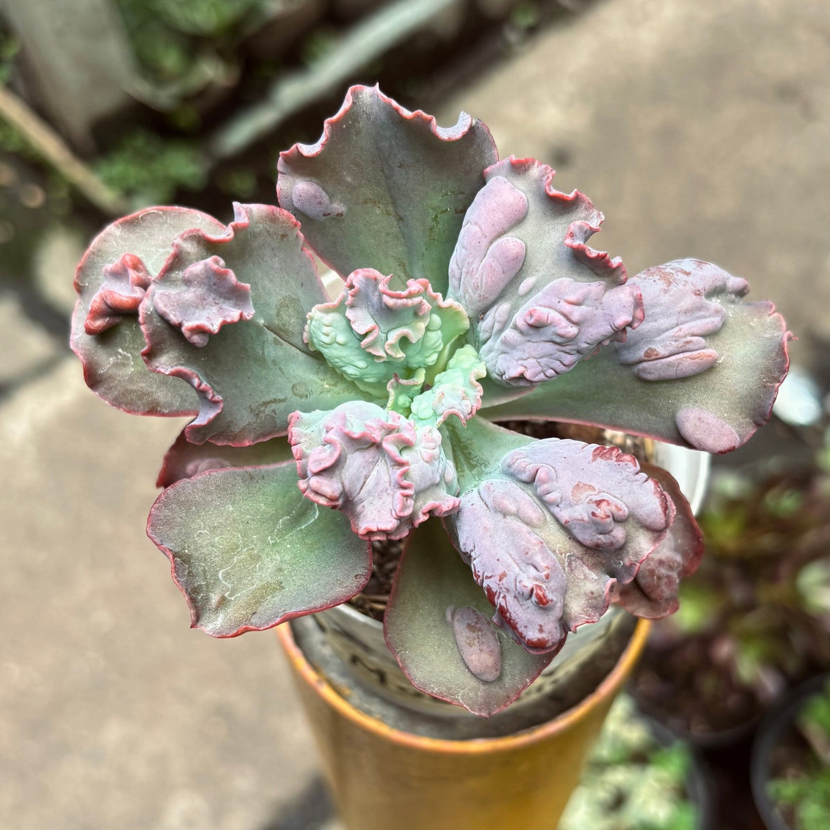 Suculenta Echeveria Moonstone - Vivero Florecer