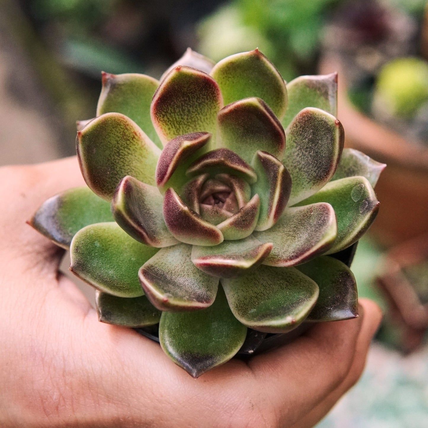Suculenta Echeveria Pushke - Vivero Florecer