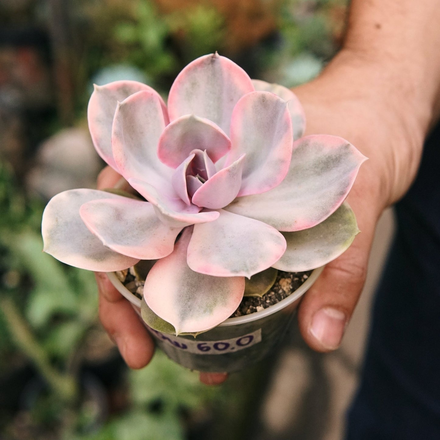 Suculenta Echeveria Rainbow - Vivero Florecer