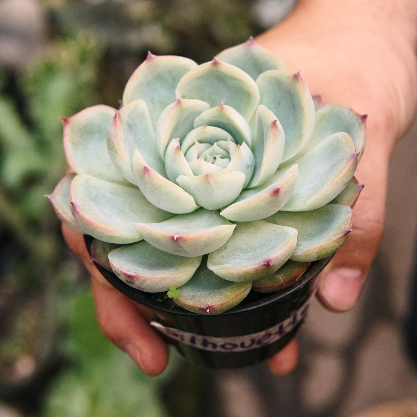 Suculenta Echeveria Silhouette - Vivero Florecer