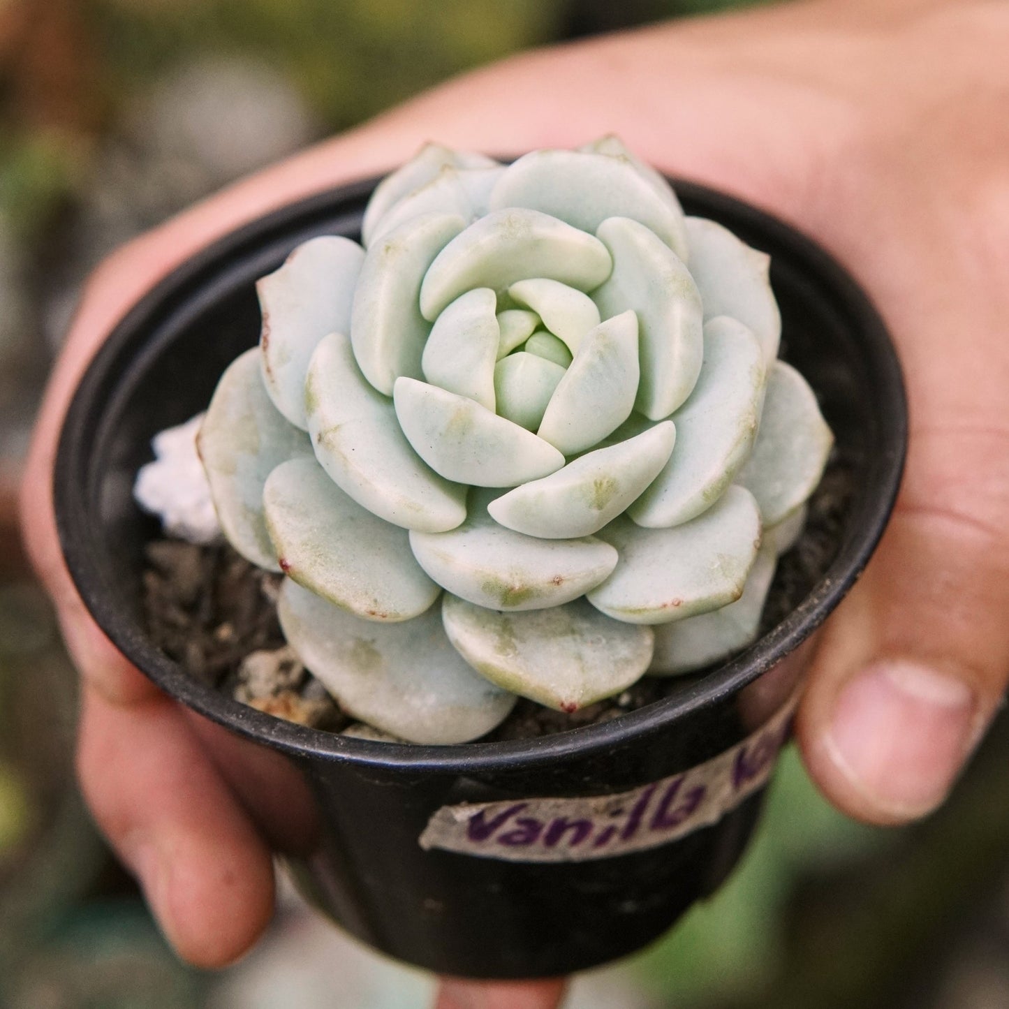 Suculenta Echeveria Vanilla Variegada - Vivero Florecer