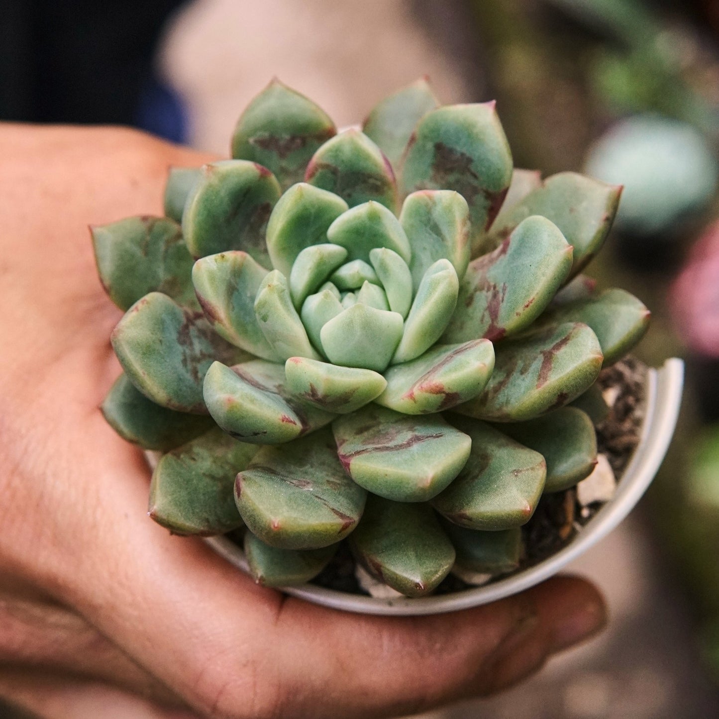 Suculenta Echeveria Vincenzo - Vivero Florecer