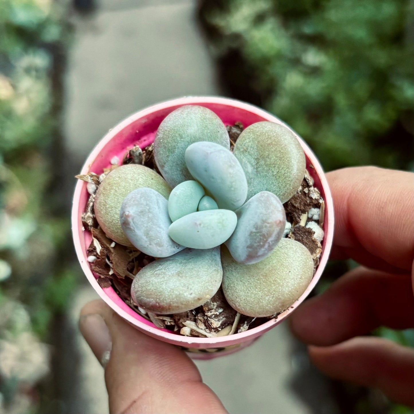 Suculenta Graptoveria Lala - Vivero Florecer