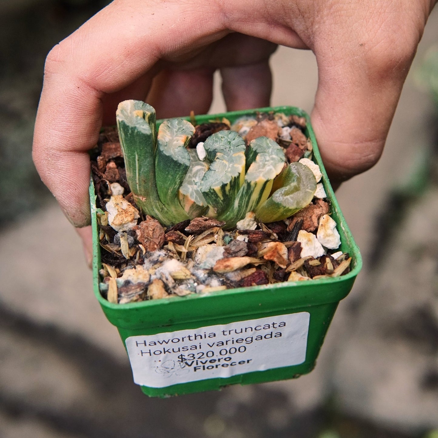 Suculenta Haworthia Truncata Hokusai - Vivero Florecer