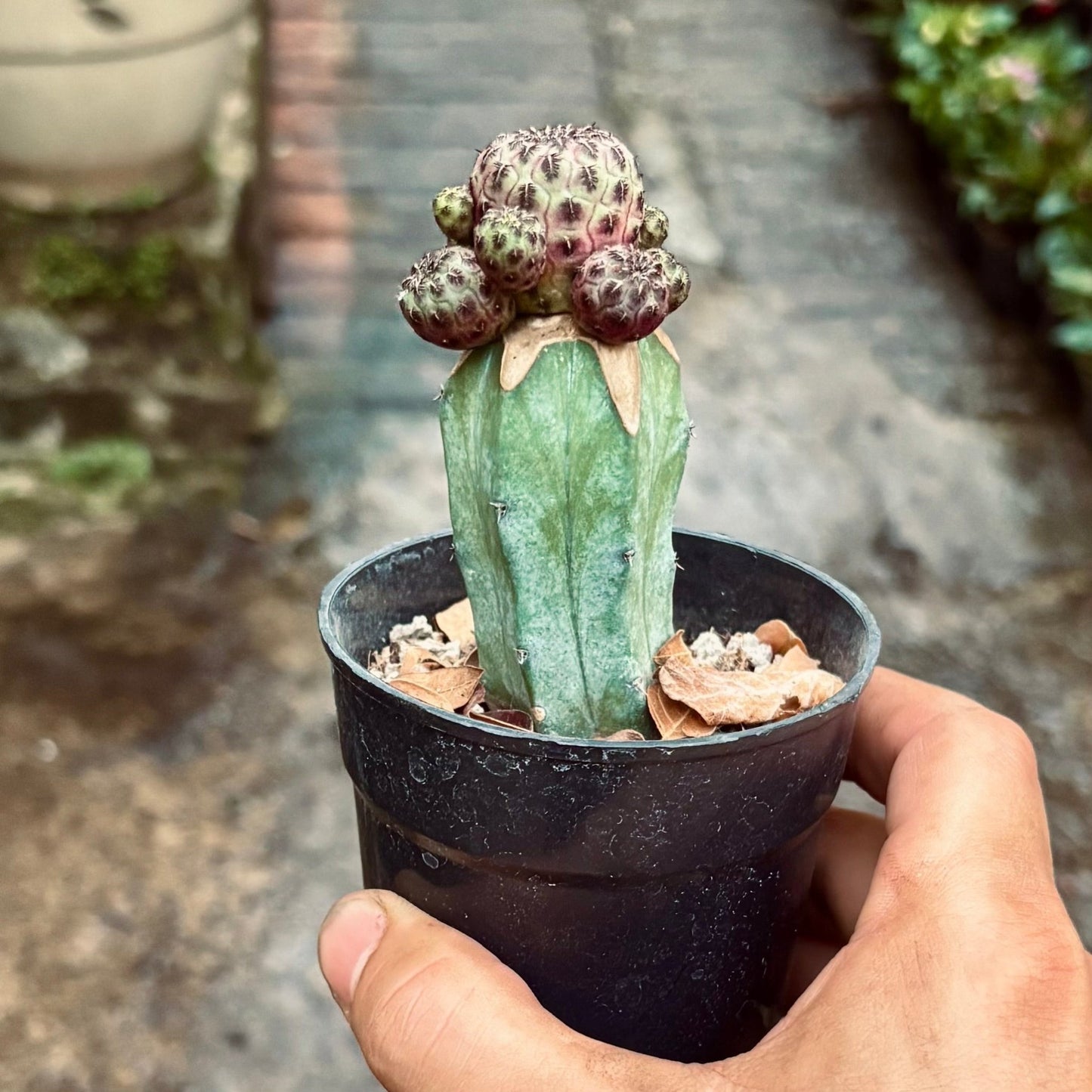Sulcorebutia Rauschii Injertado - Vivero Florecer