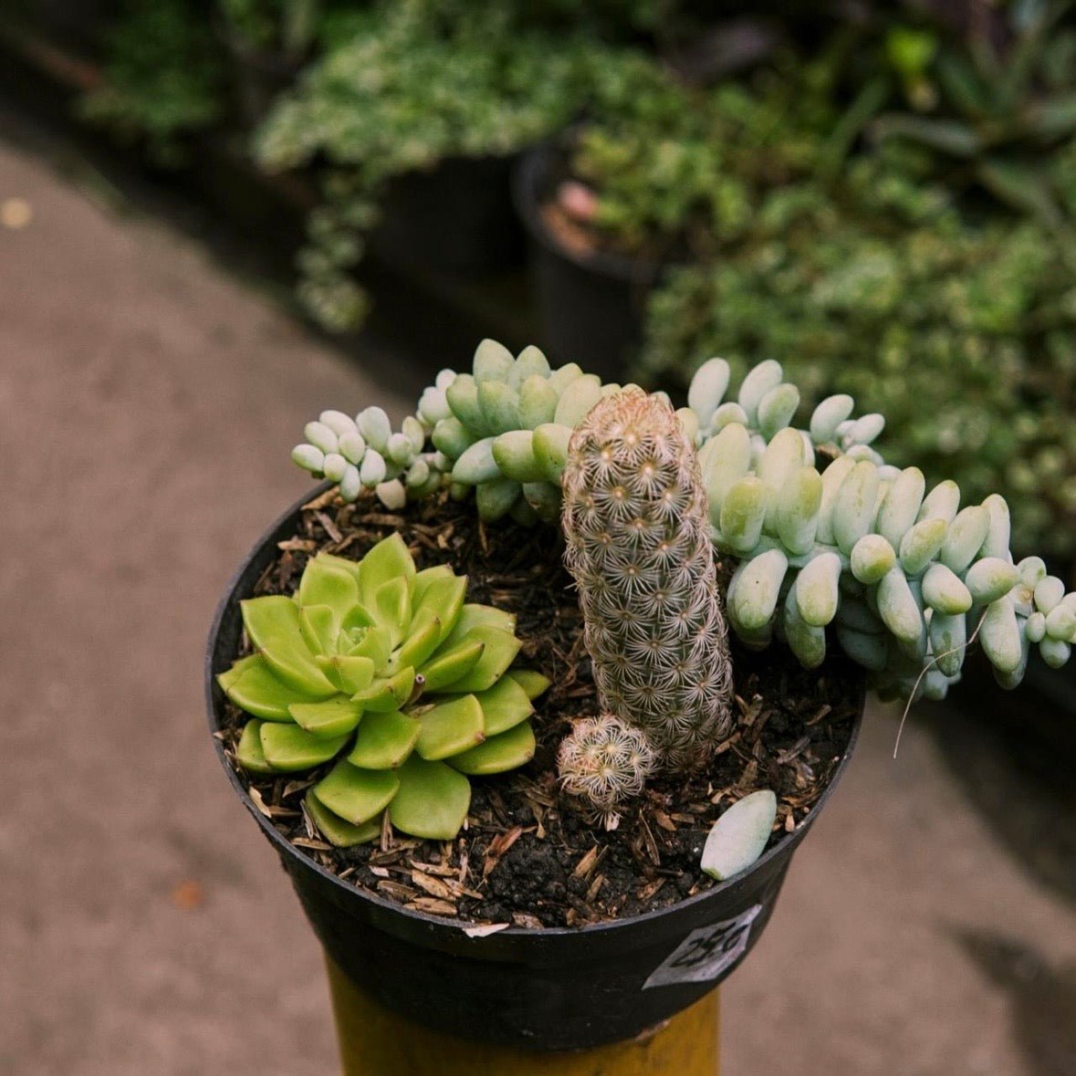 Terrario de Desérticas - Vivero Florecer