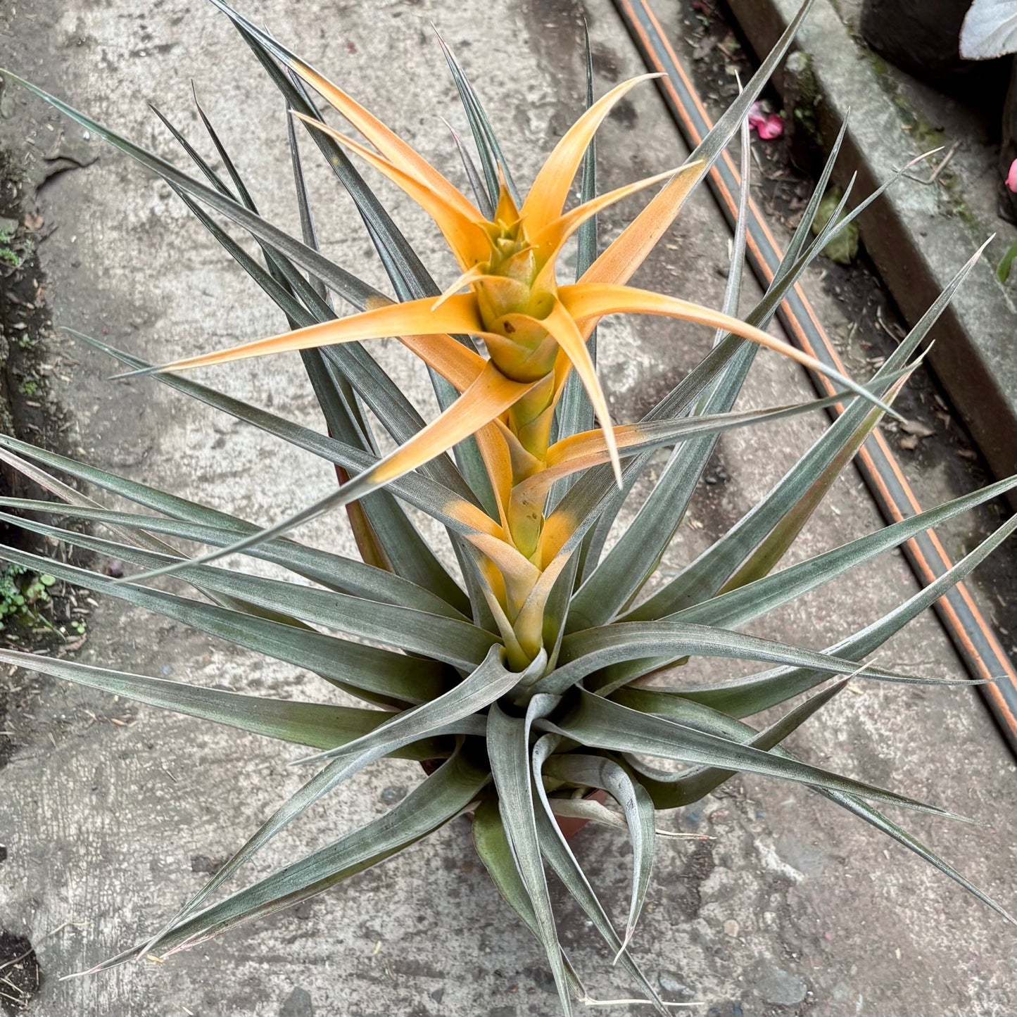 Tillandsia Capitata Maya Gold - Vivero Florecer