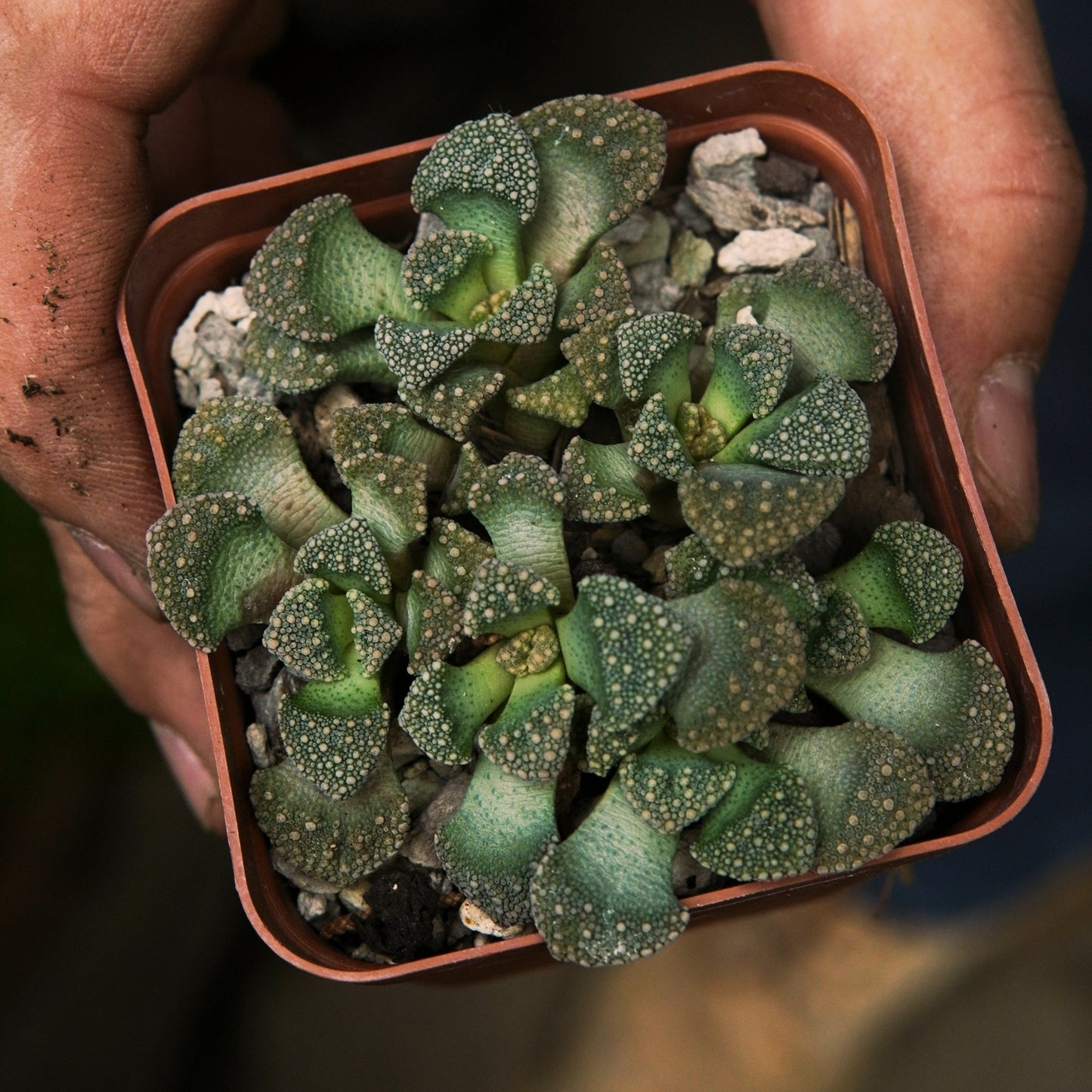Titanopsis - Vivero Florecer