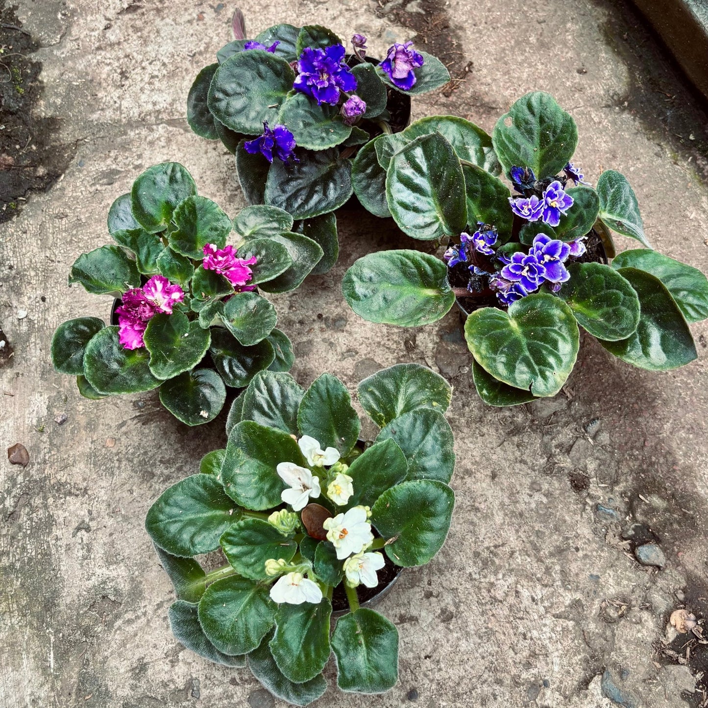 Violeta Africana - Vivero Florecer