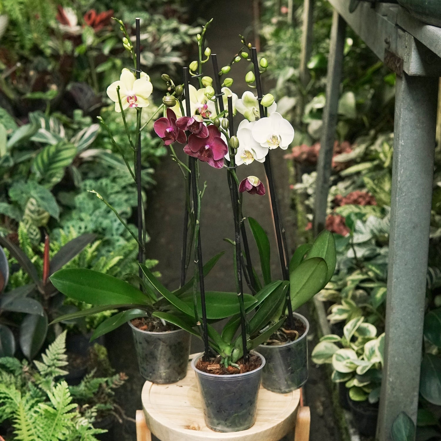 ORQUÍDEAS - Vivero Florecer