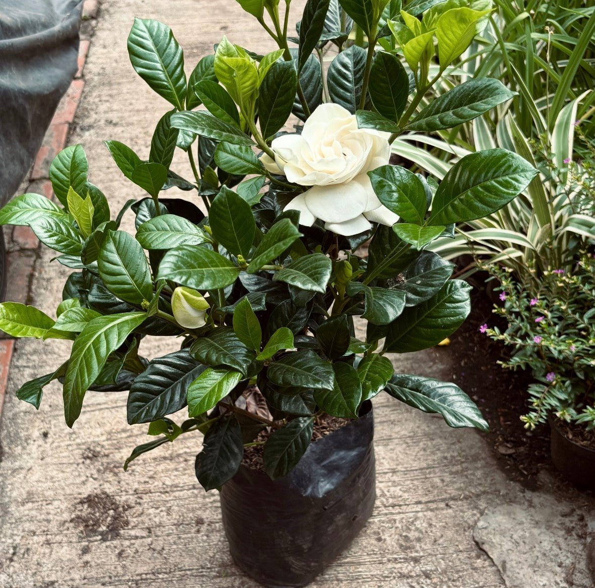 PLANTAS PARA EXTERIORES - Vivero Florecer