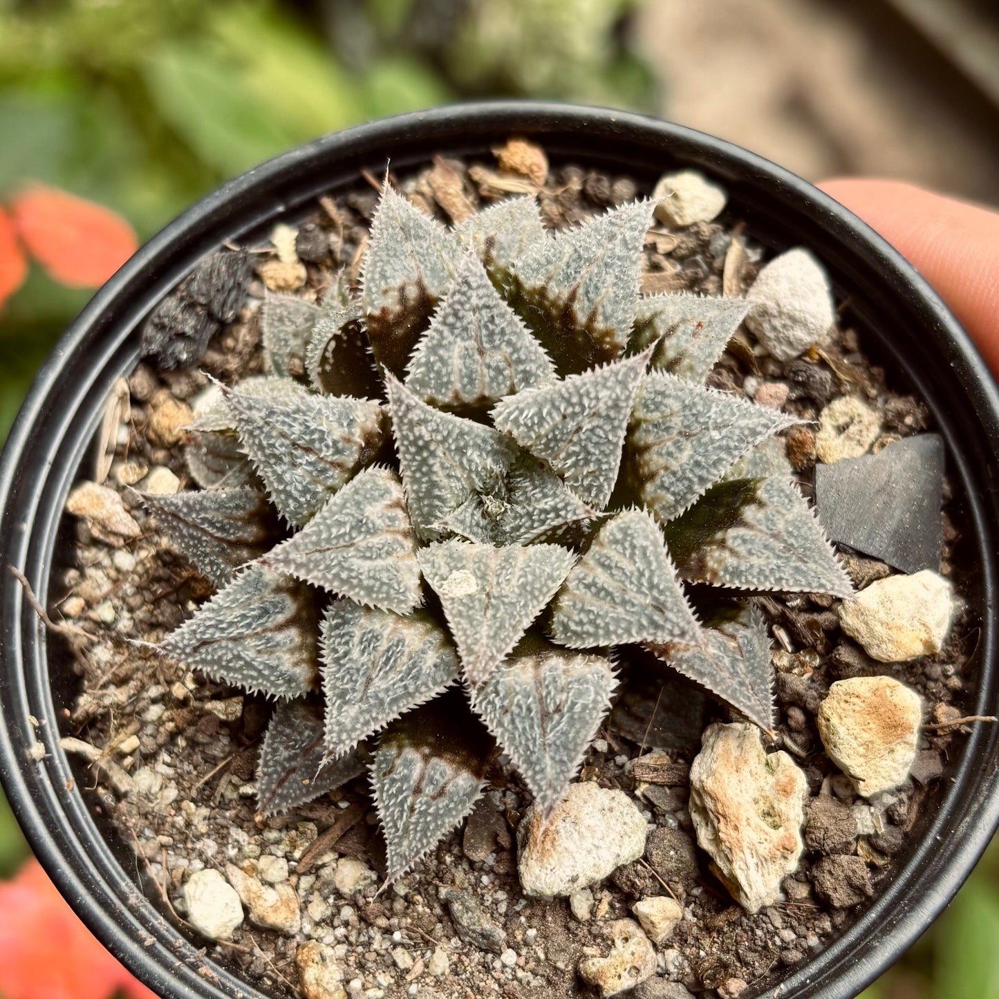 Suculenta Haworthia Emelyae Var Major