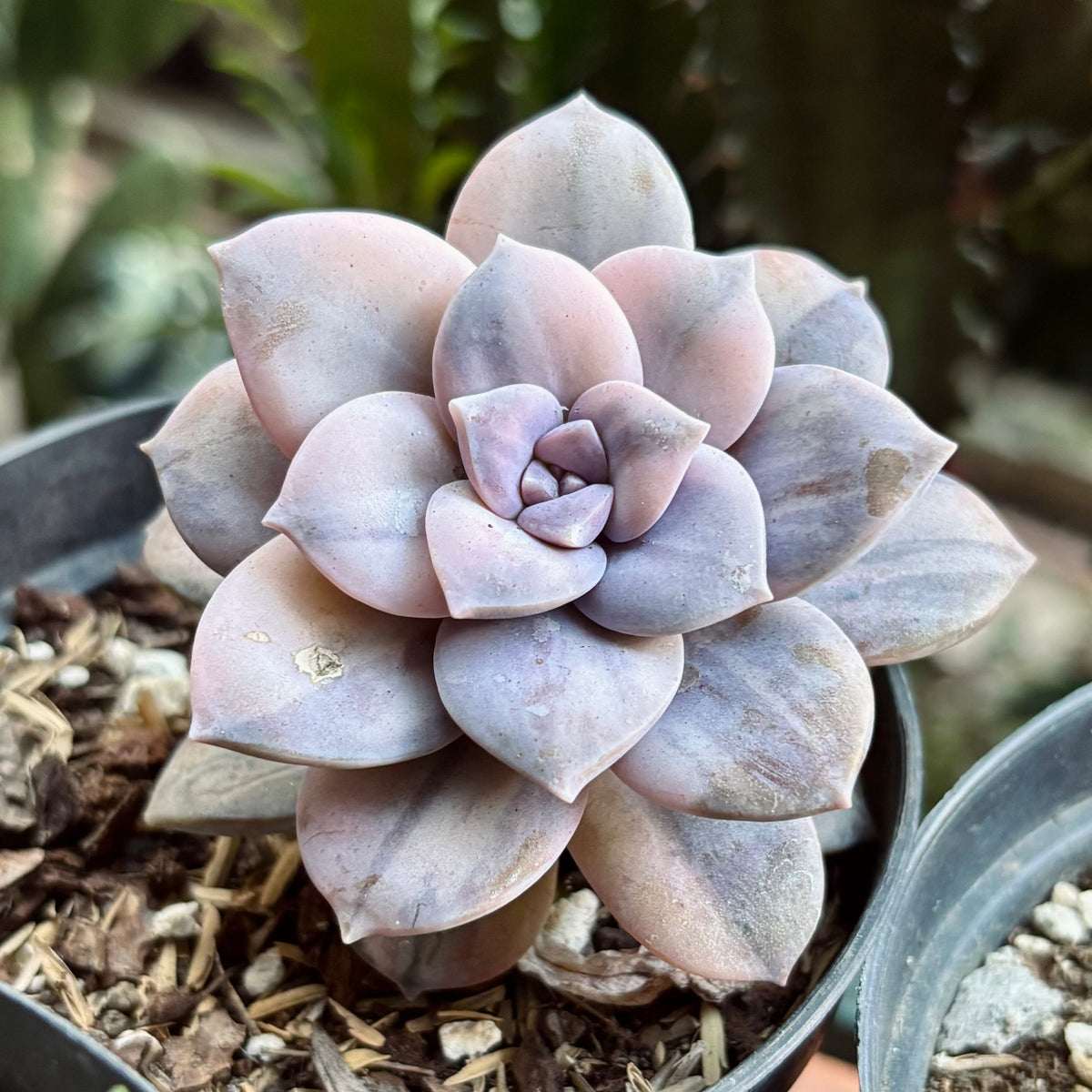 Suculenta Graptopetalum Superbum Variegada