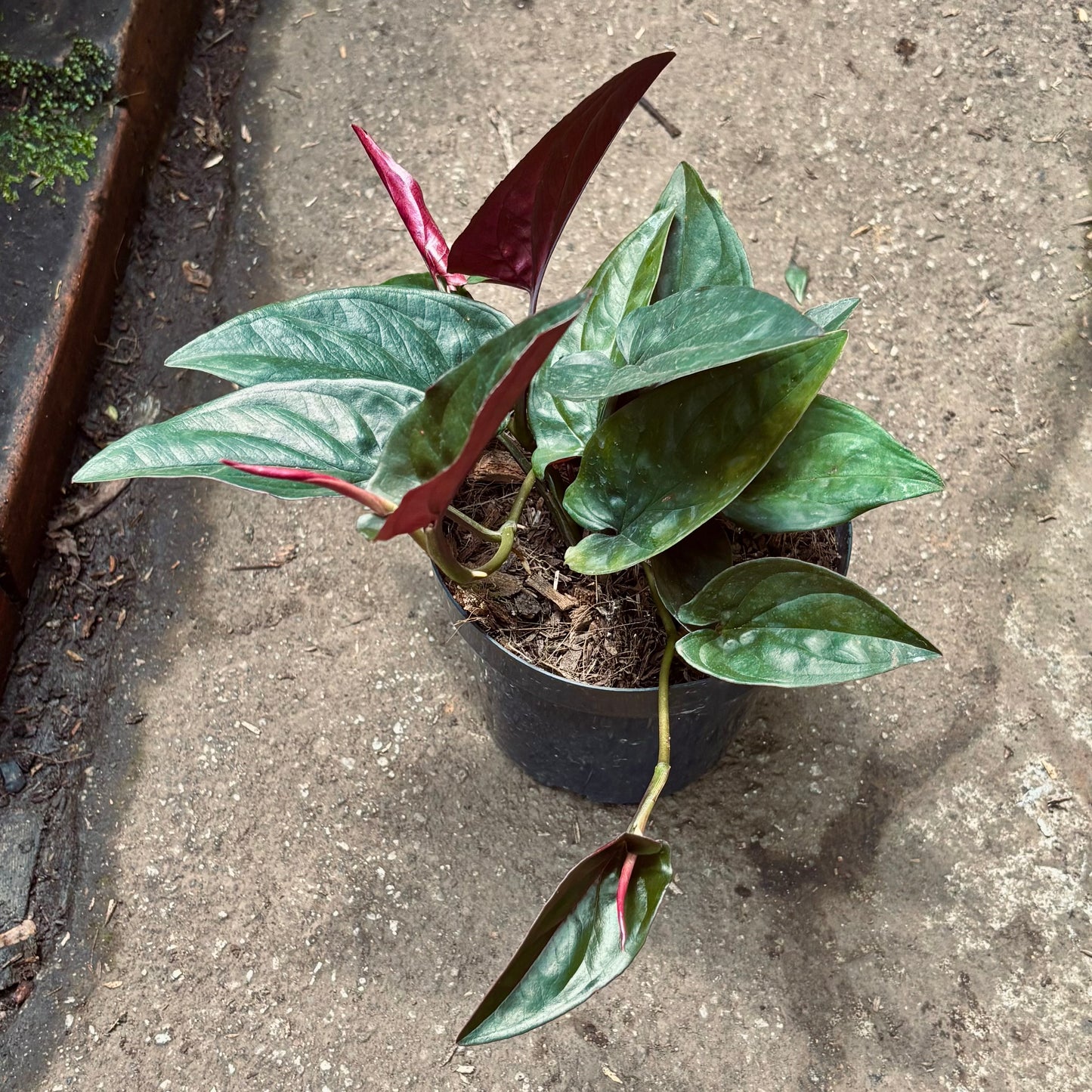 Syngonium Erythrophyllum Red Arrow