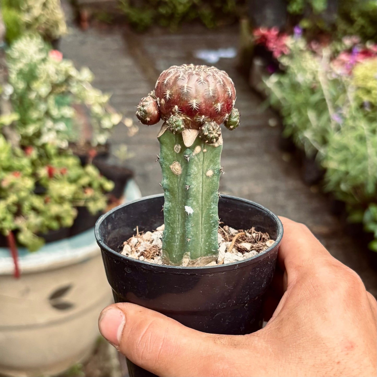 Cactus Sulcorebutia
Rauschii x Arenacea injerto
