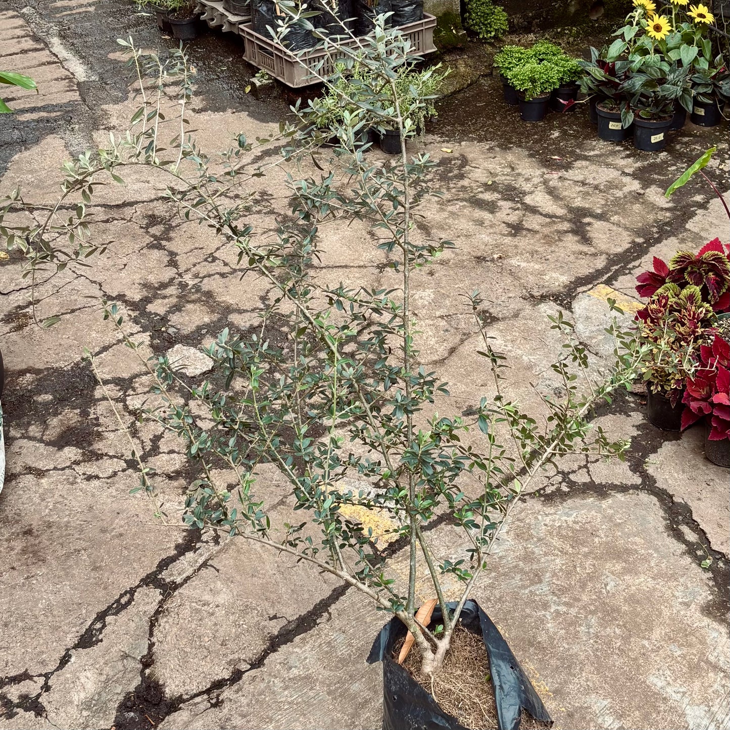 Olea Europaea “Olivo Aceituna”