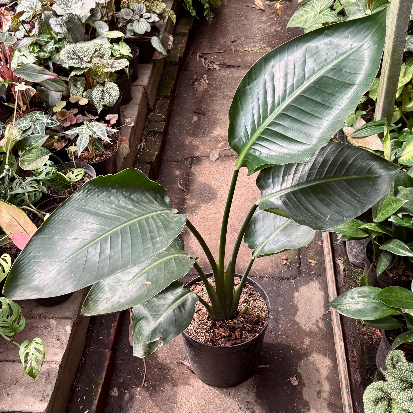Strelitzia Nicolai