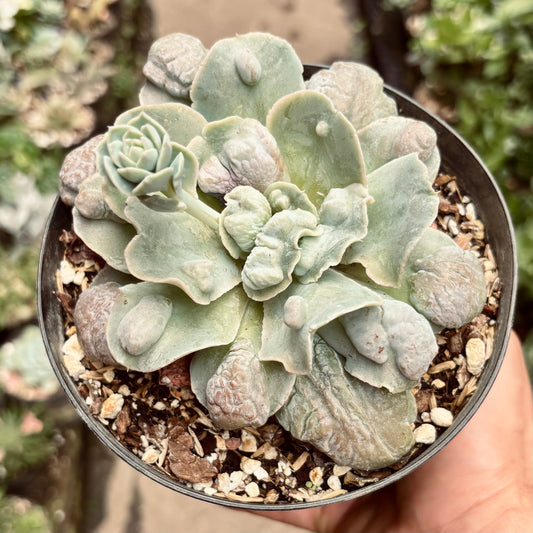 Suculenta Echeveria White Speed Bumps