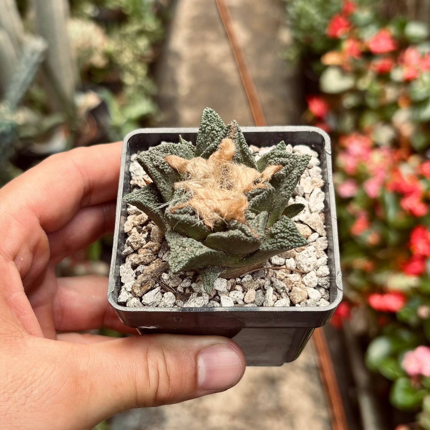 Ariocarpus Fissuratus cv. "Godzilla"