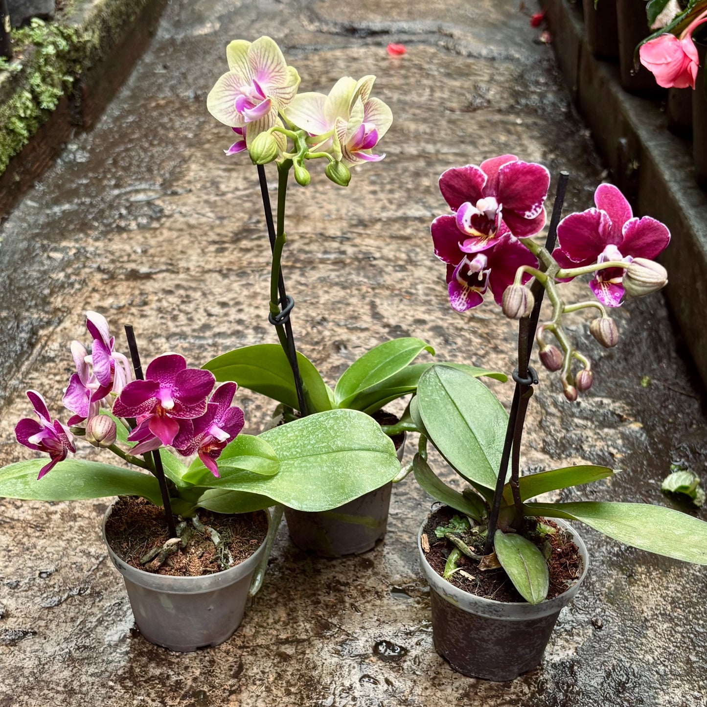 Orquídea Phalaepnosis Mini